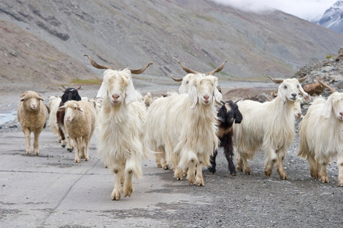 himalayan cashmere throw